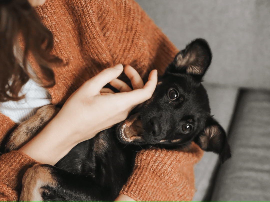 The Role of Mental Health in Holistic Pet Care