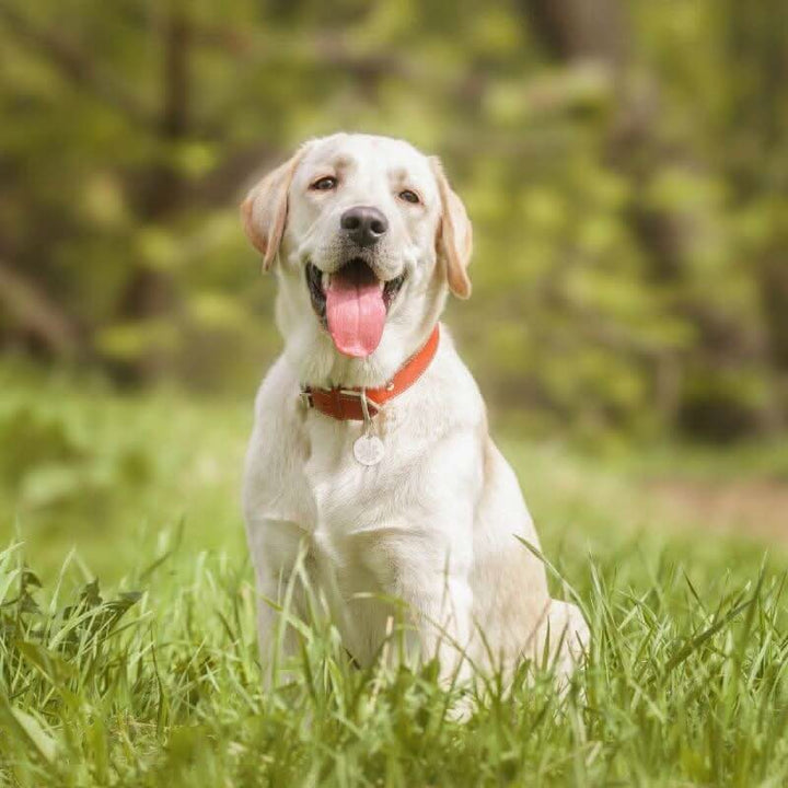 BioPower Pet Mobility Magic Bundle