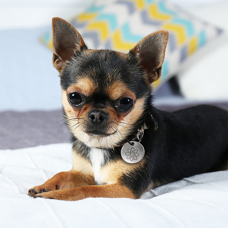 Flea Tick Tags for Small Dogs Cats