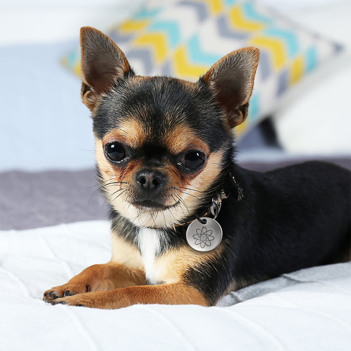Flea Tick Tags for Small Dogs Cats