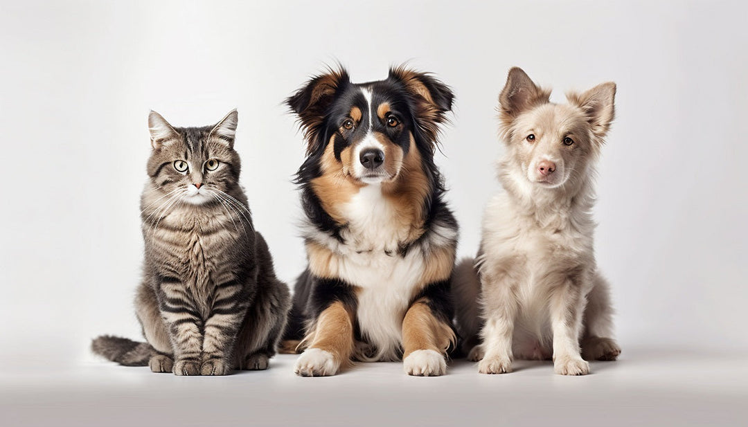 A Holistic Approach to Caring for Senior Dogs & Cats