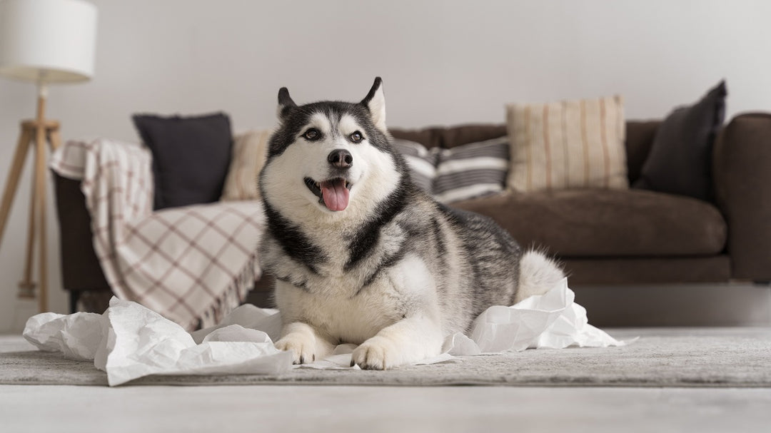 A Holistic Approach to Managing Your Pet’s Allergies