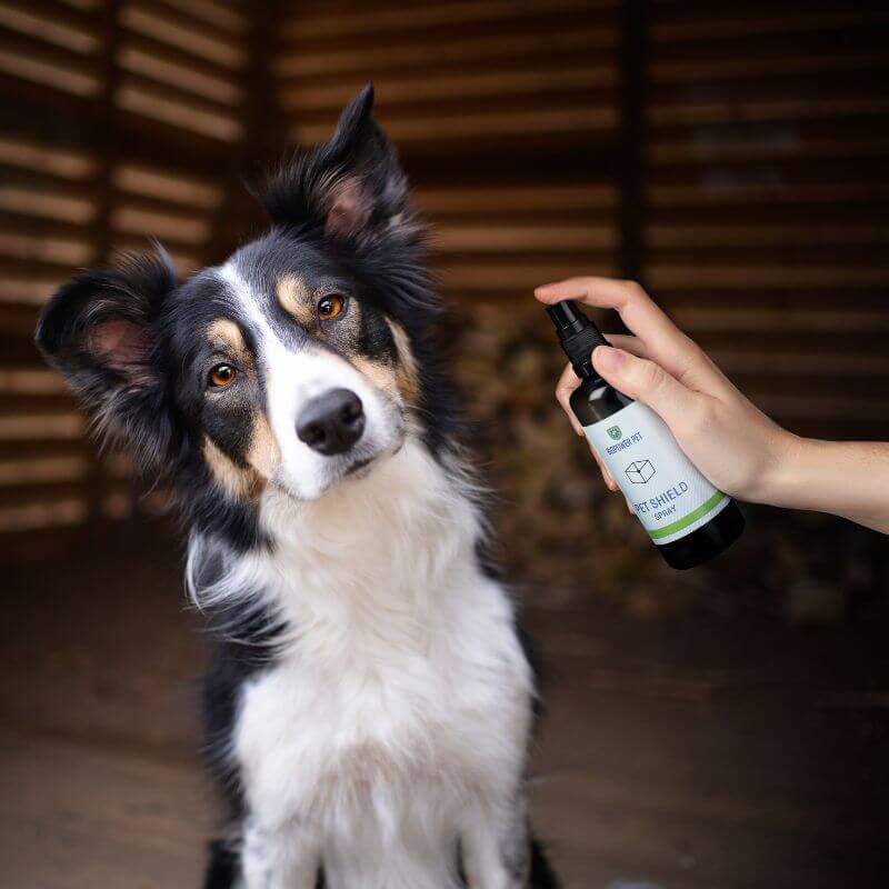 natural flea spray for dogs