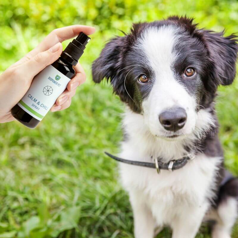 BioPower Pet Calm & Chill Spray