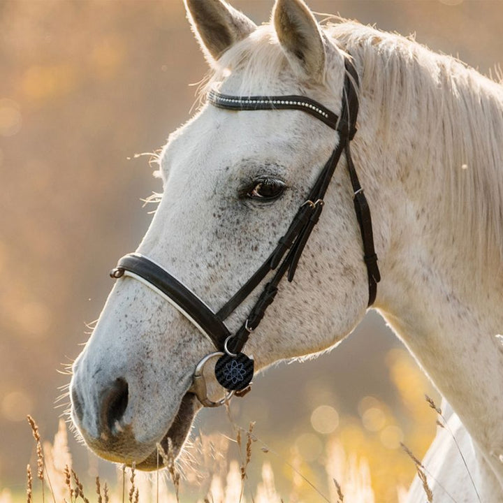 holistic fly treament for horses