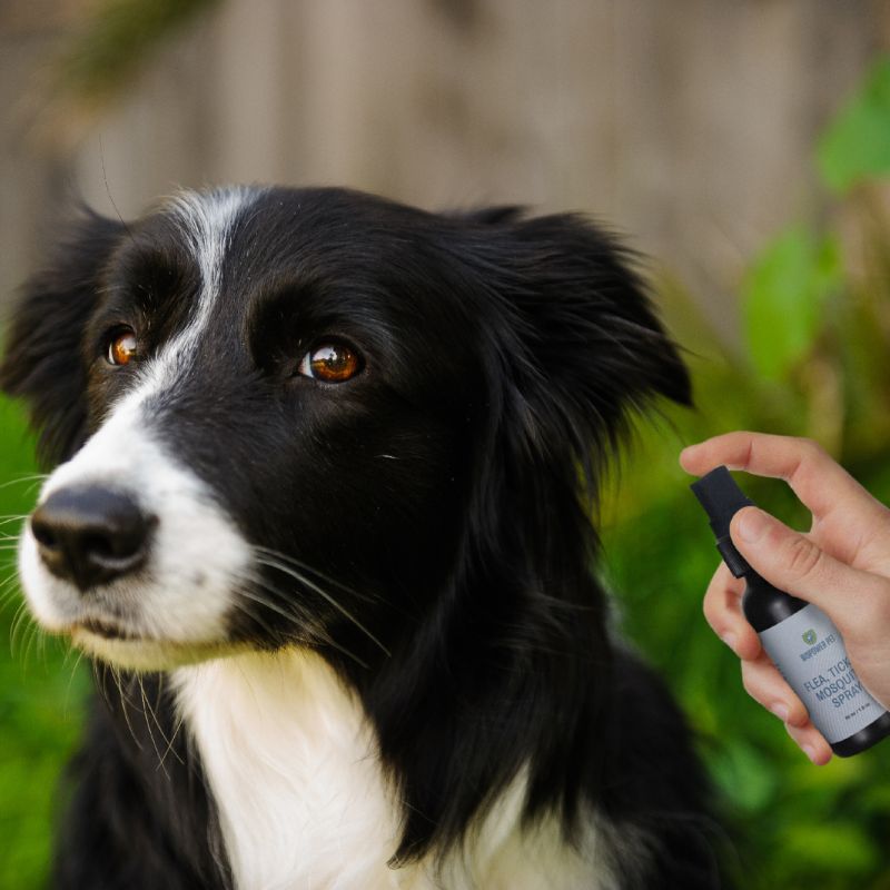 natural flea spray for dogs