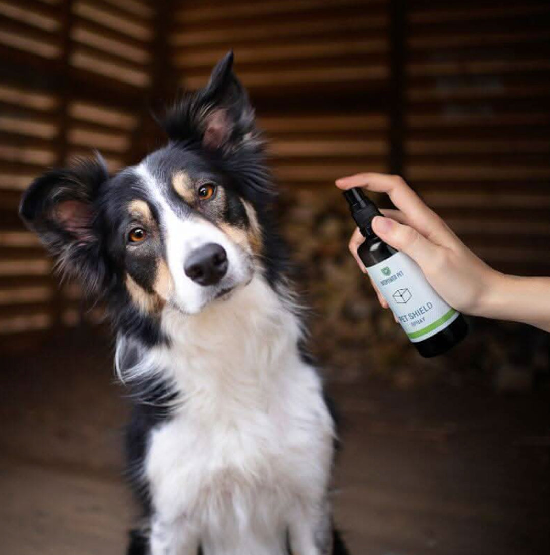 natural flea repellent spray for cats and dogs