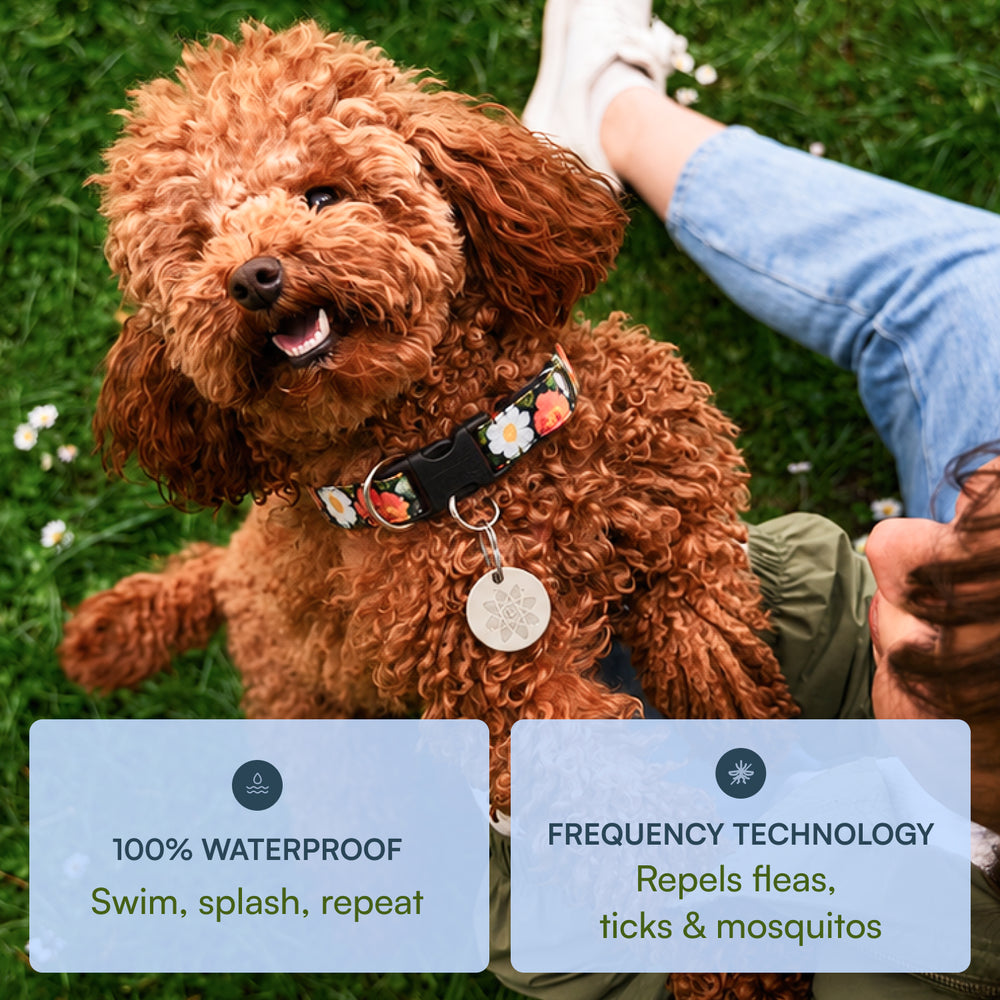 Natural Flea Collar Tag for Pets