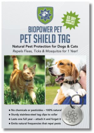 Natural Flea Tick Prevention for Dogs