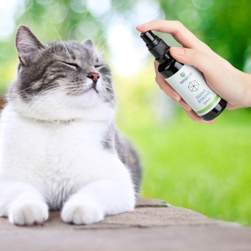 holistic health support for senior cats and dogs